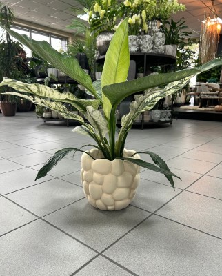 Spathiphyllum Sensation Variegata, skrzydłokwiat