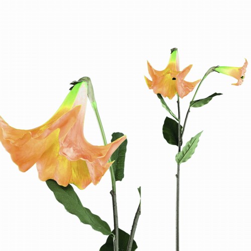 Datura