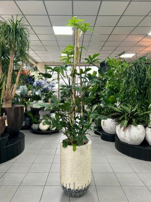 Philodendron pedatum, filodendron XL