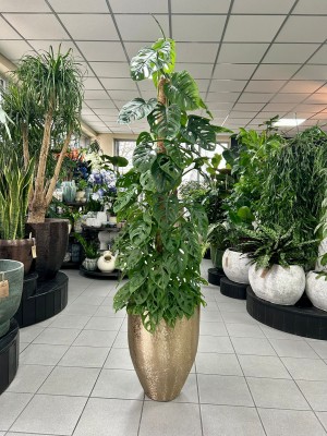 Monstera obliqua Monkey Mask XL