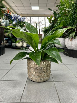 Anthurium elipticum Jungle Bush, anturium