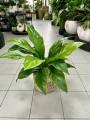 Anthurium elipticum Jungle Bush