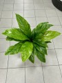 Anthurium elipticum Jungle Bush