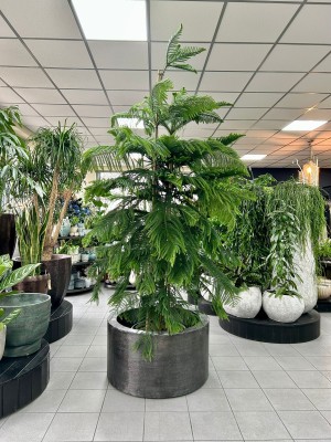 Araucaria heterophylla XXL, araukaria