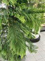 Araucaria heterophylla