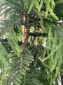 Araucaria heterophylla
