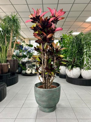 Codiaeum variegatum Mrs. Iceton, croton, kroton 