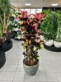 Kroton, Codiaeum variegatum Mrs. Iceton