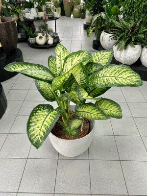 Dieffenbachia seguine Lemon Tropic, difenbachia