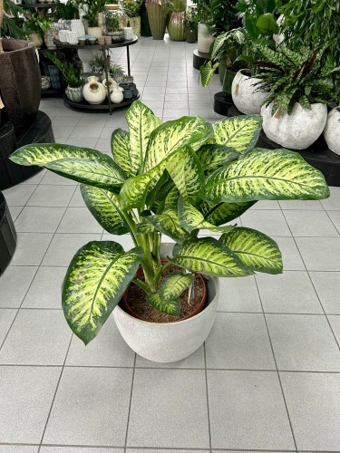 Dieffenbachia seguine Lemon Tropic