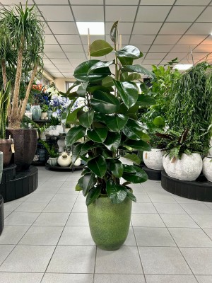 Ficus elastica Robusta, fikus
