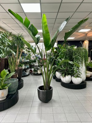 Strelitzia nicolai Augusta XL, strelicja