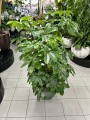 Schefflera actinophylla Amate green