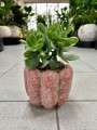 Crassula arborescens Blue Hale