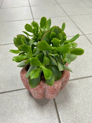 Crassula arborescens Blue Hale, grubosz