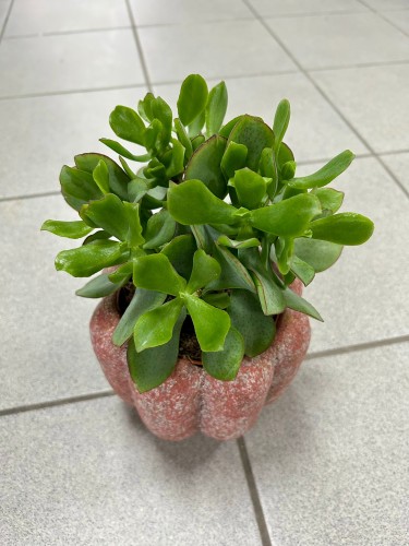 Crassula arborescens Blue Hale