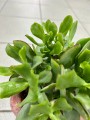 Crassula arborescens Blue Hale