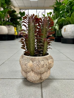 Euphorbia trigona Rubra, wilczomlecz
