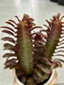 Euphorbia trigona Rubra