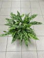 Aglaonema Greyhound