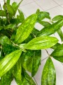 Dracena surculosa