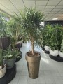 Dracena marginata
