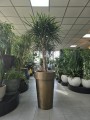 Dracena marginata