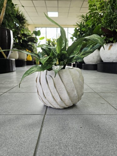 Aglaonema Maria