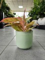 Aglaonema Salmon Fantas