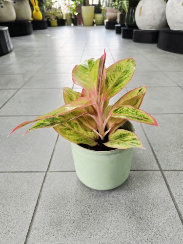Aglaonema Salmon Fantas