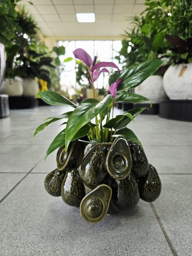 Anthurium andr Champion Zizou dark purple