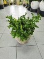 Asplenium Leslie