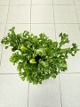 Asplenium Leslie