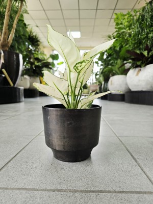 Aglaonema White Joy