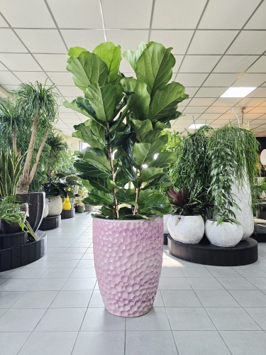 Ficus Lyrata L