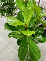 Ficus Lyrata