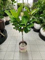 Ficus Lyrata