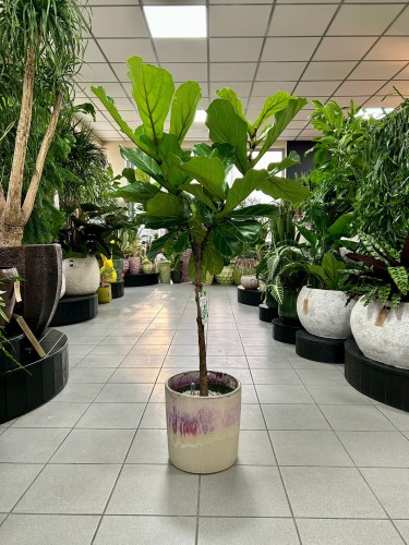 Ficus Lyrata