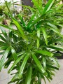 Rhapis excelsa, rapis wyniosły