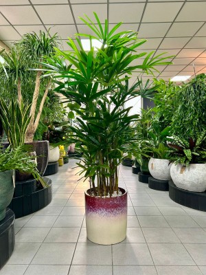 Rhapis excelsa, rapis wyniosły, palma