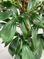 Philodendron Dragon Tail na paliku