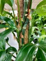 Philodendron Dragon Tail na paliku