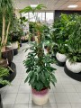 Philodendron Dragon Tail na paliku