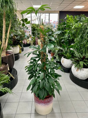Philodendron Dragon Tail, filodendron