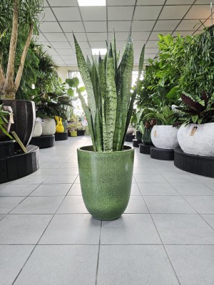 Sansevieria zeylanica XXL
