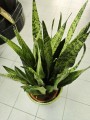 Sansevieria Zeylanica XXL