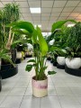 Strelitzia Nicolai L
