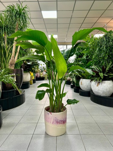 Strelitzia Nicolai L