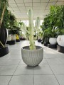 Euphorbia Ingens Variegata wilczomlecz