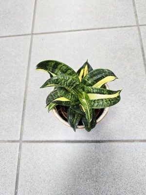 Sansevieria trifasciata Spiral Star